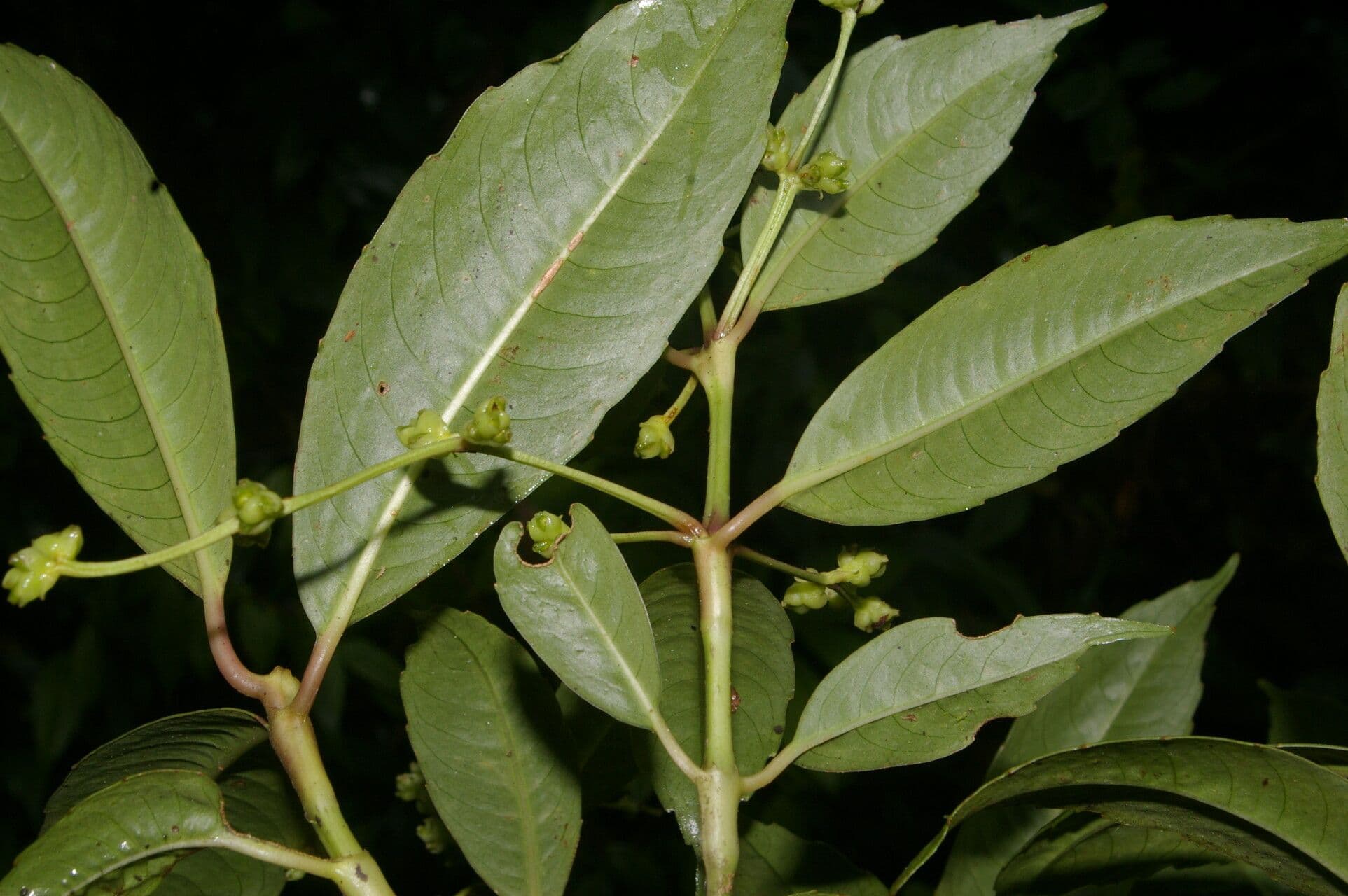 Hedyosmum 3