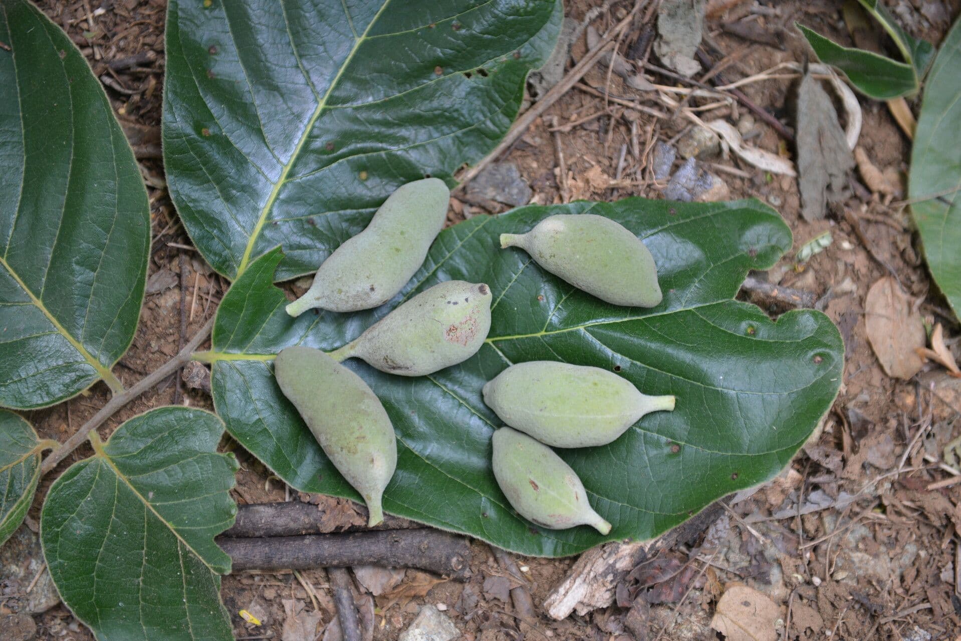 Sapranthus