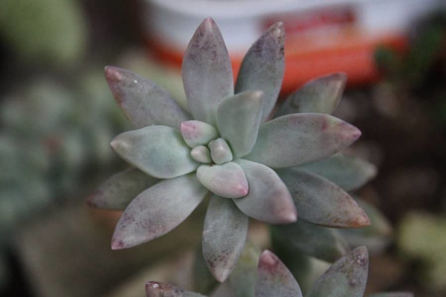 Dudleya di Greene 17