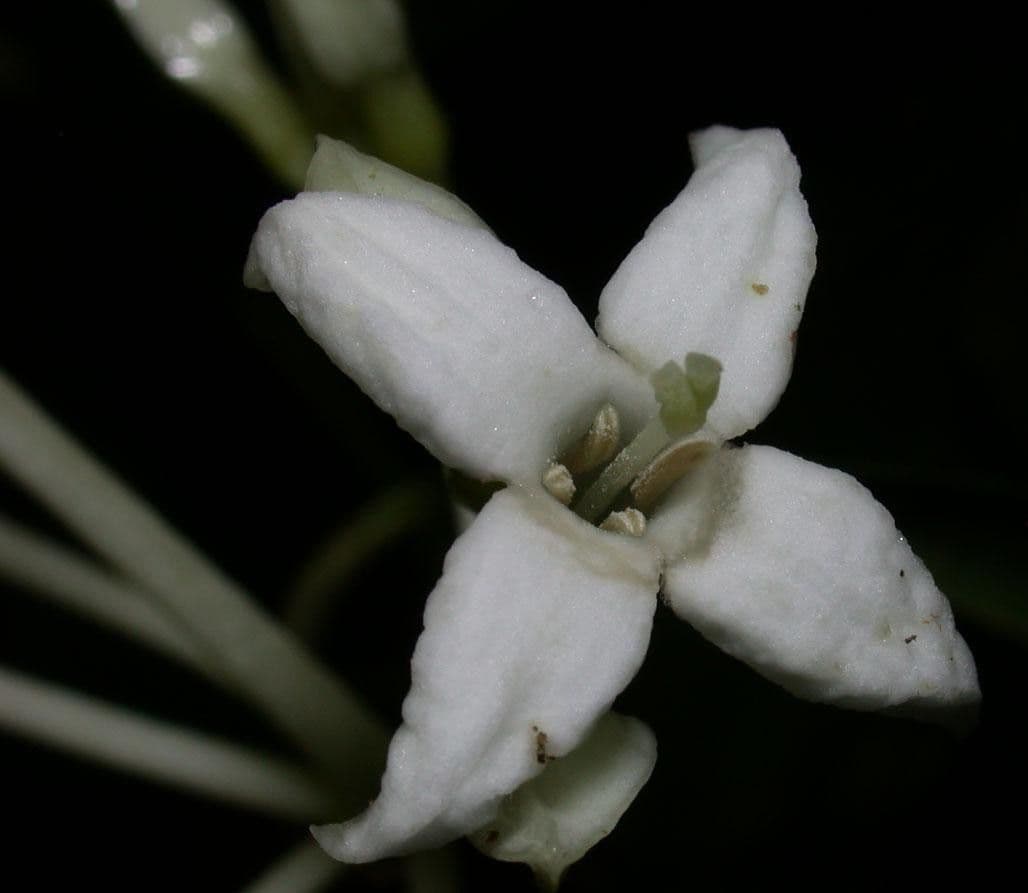 Faramea 5