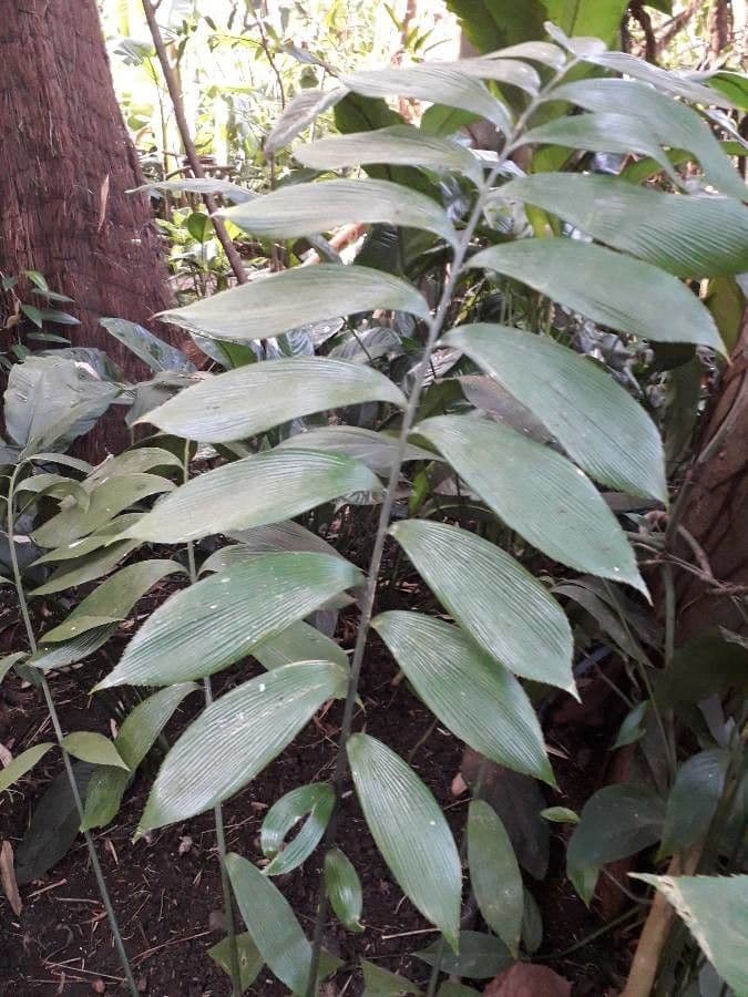 Zamia 5