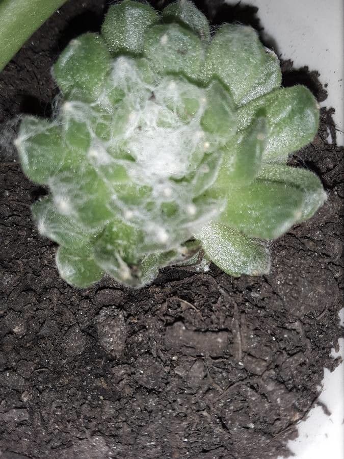 Psilocarphus brevissimus 10