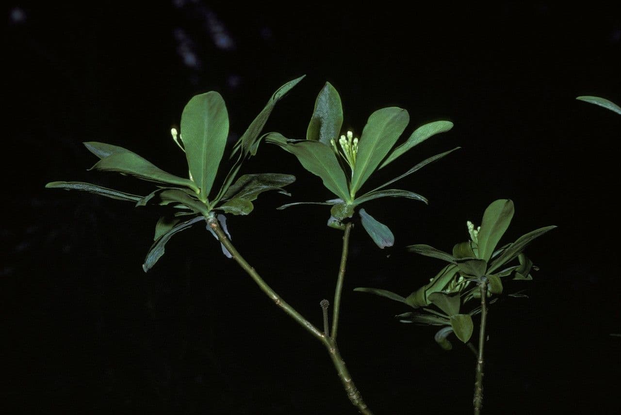 Ovidia 7