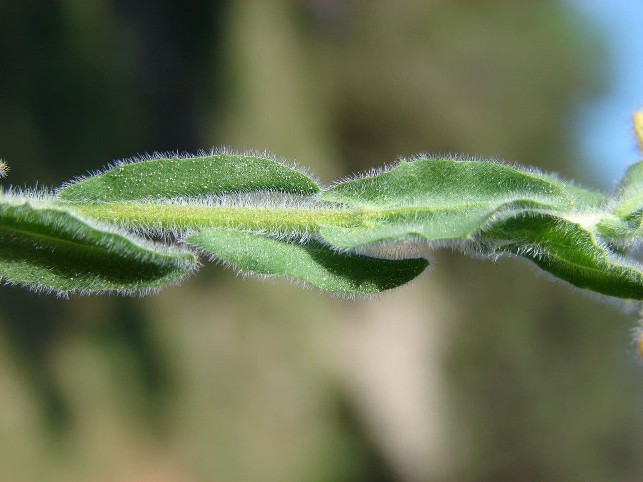 Lepidium 24