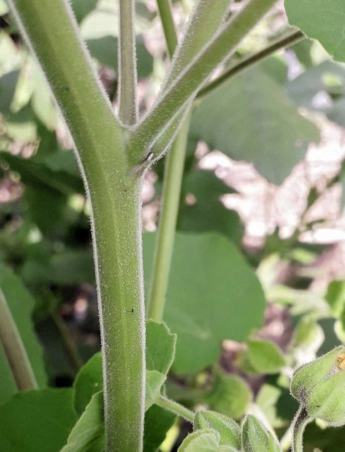 Abutilon di Teofrasto 25