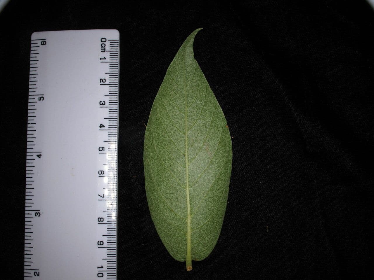 Lyonia 9