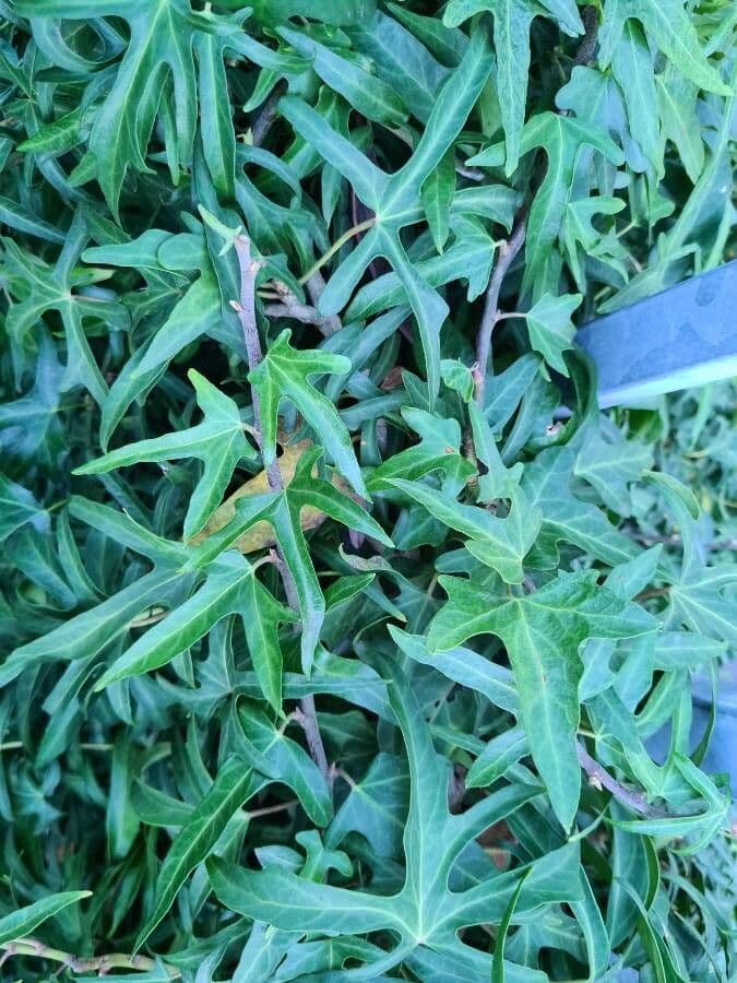 Edera nepalese 8