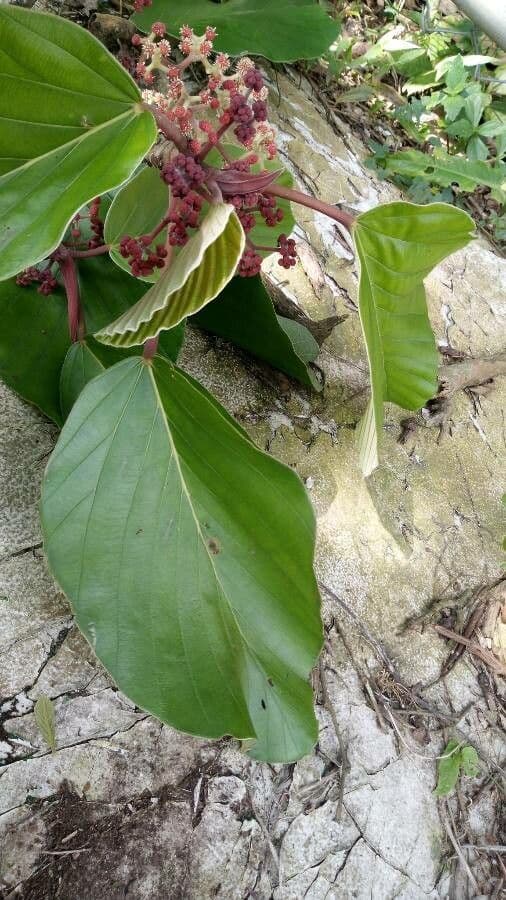 Coussapoa 8