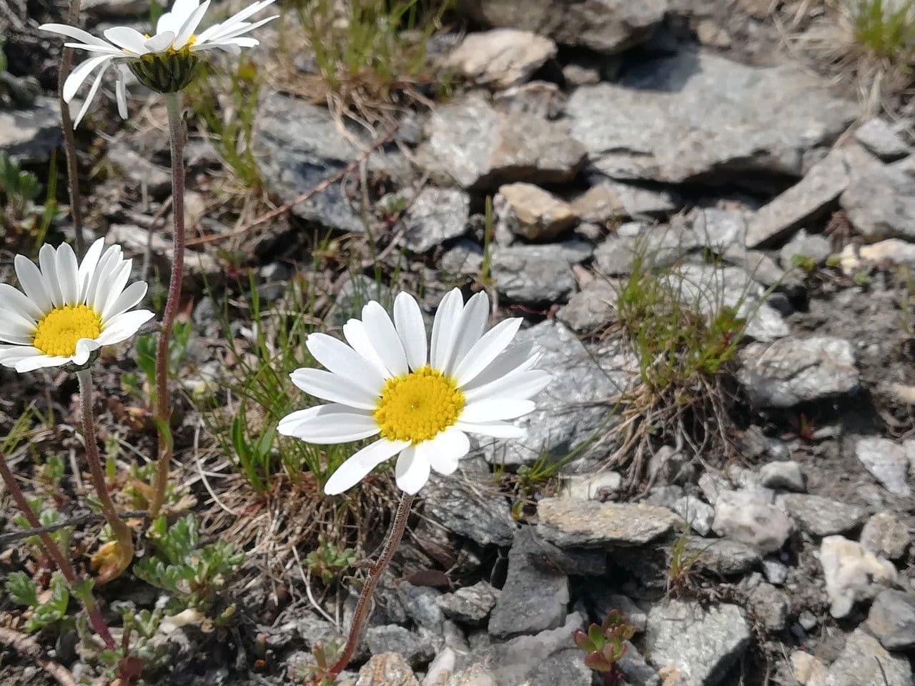 Alpen-Margerite 8