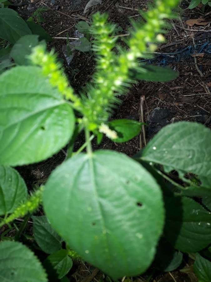 Acalypha 9
