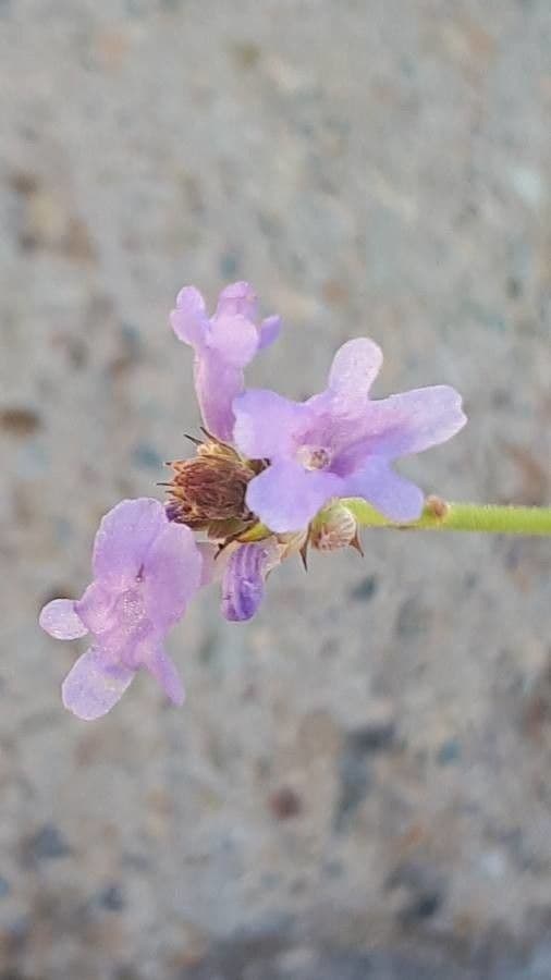 Lavanda 2
