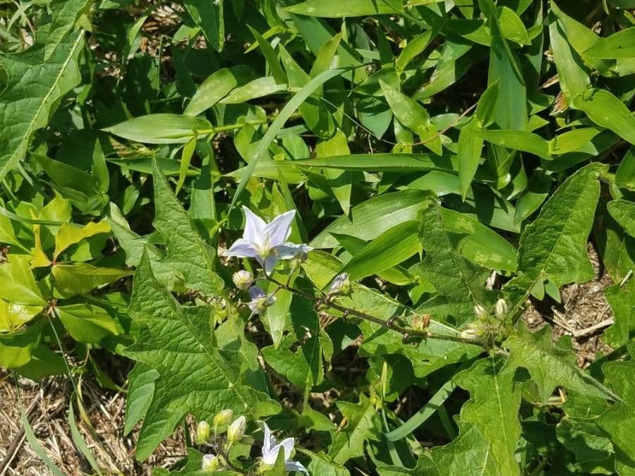 Solanum dimidiato 19