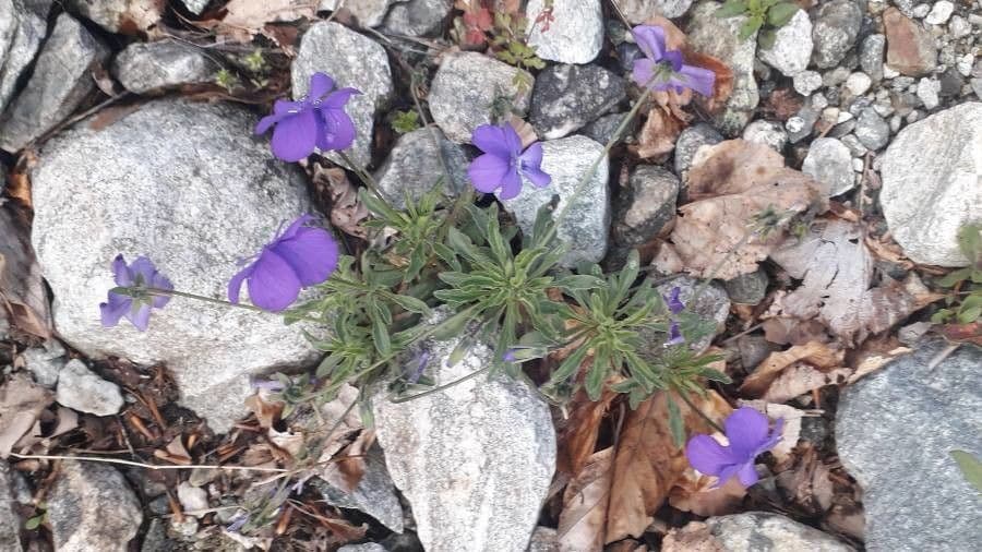Viola 4