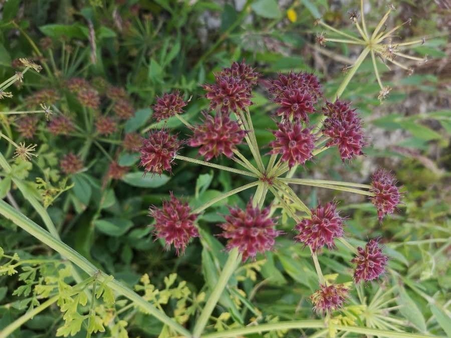 Oenante 2
