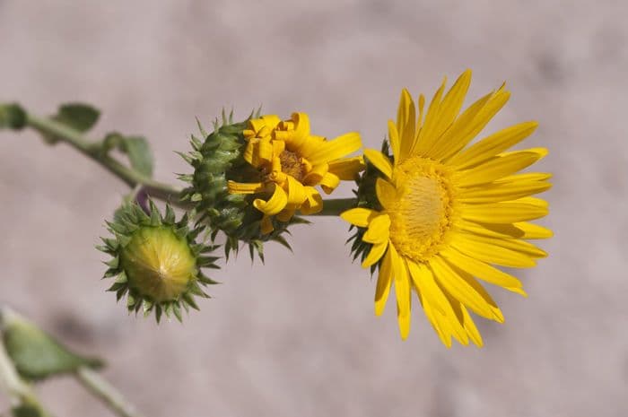 Grindelia ciliata 2