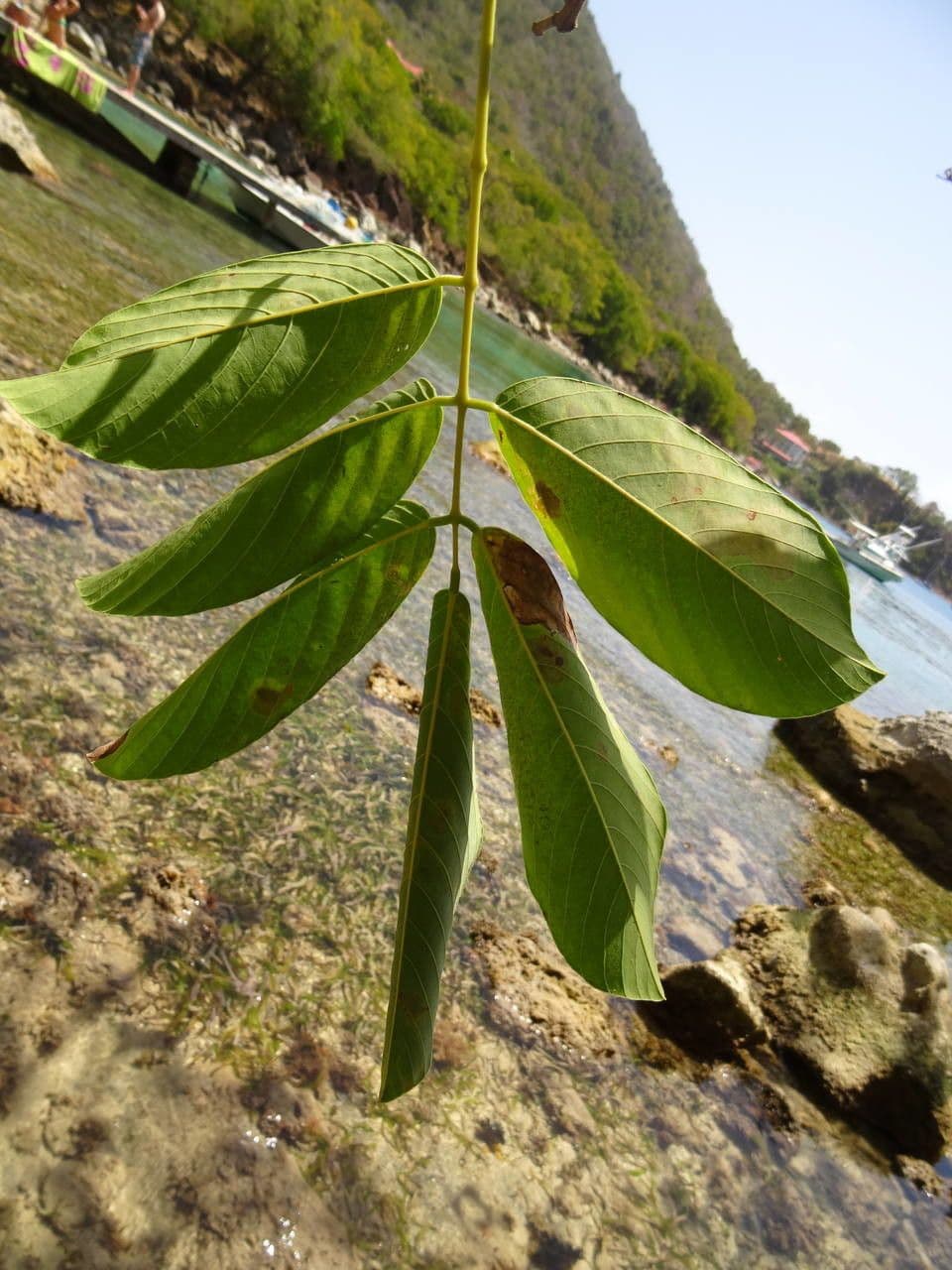 Piscidia carthagenensis 12