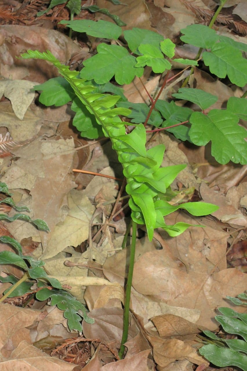 Polypode coriace 4