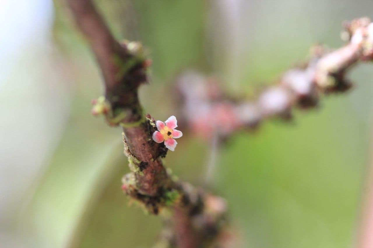 Phyllanthus phillyreifolius 7