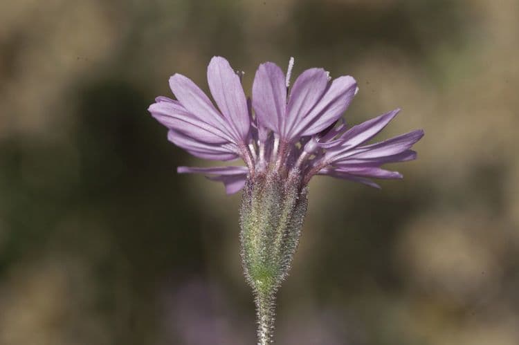 Othake Palafoxia 3