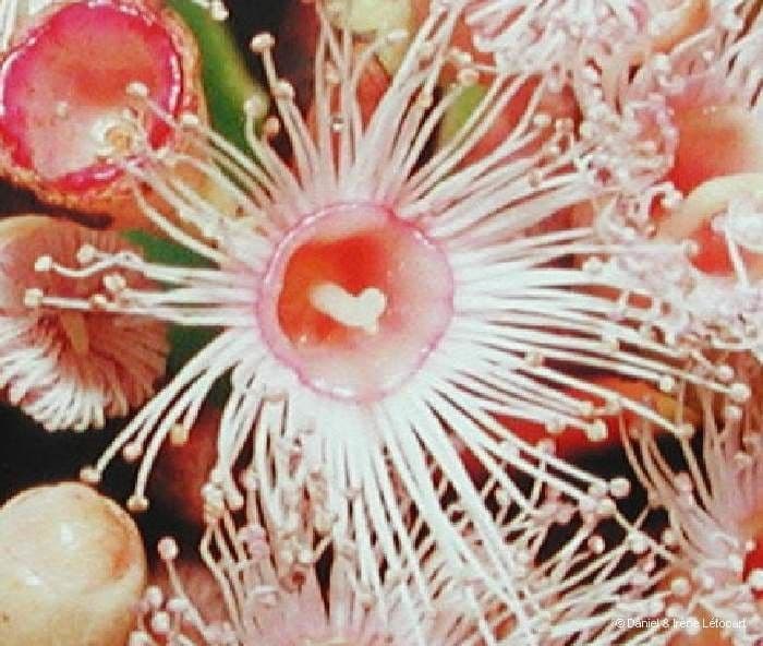 Syzygium 5