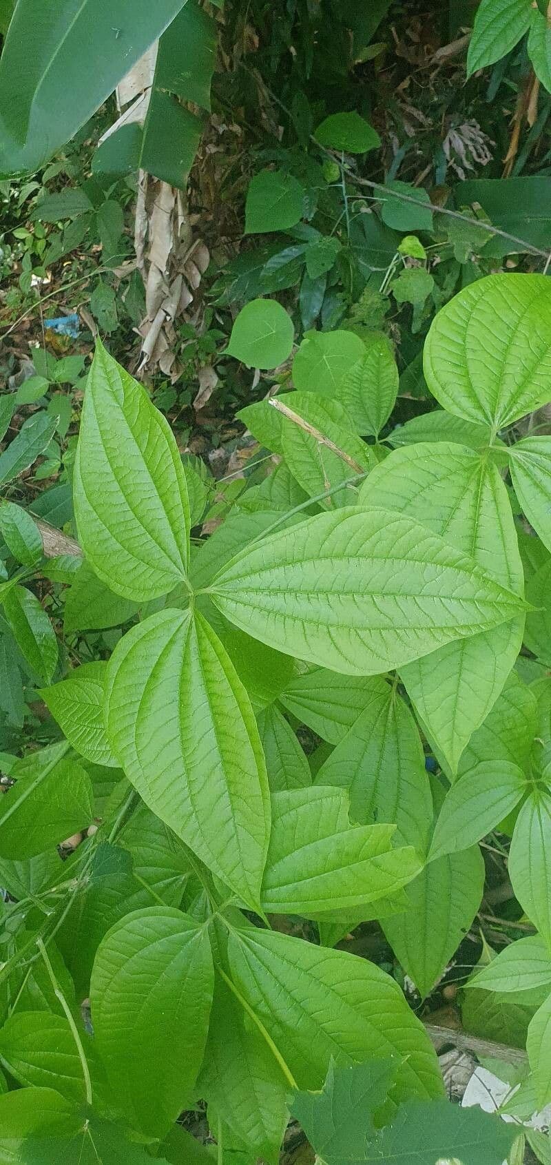 Dioscorea hispida 3