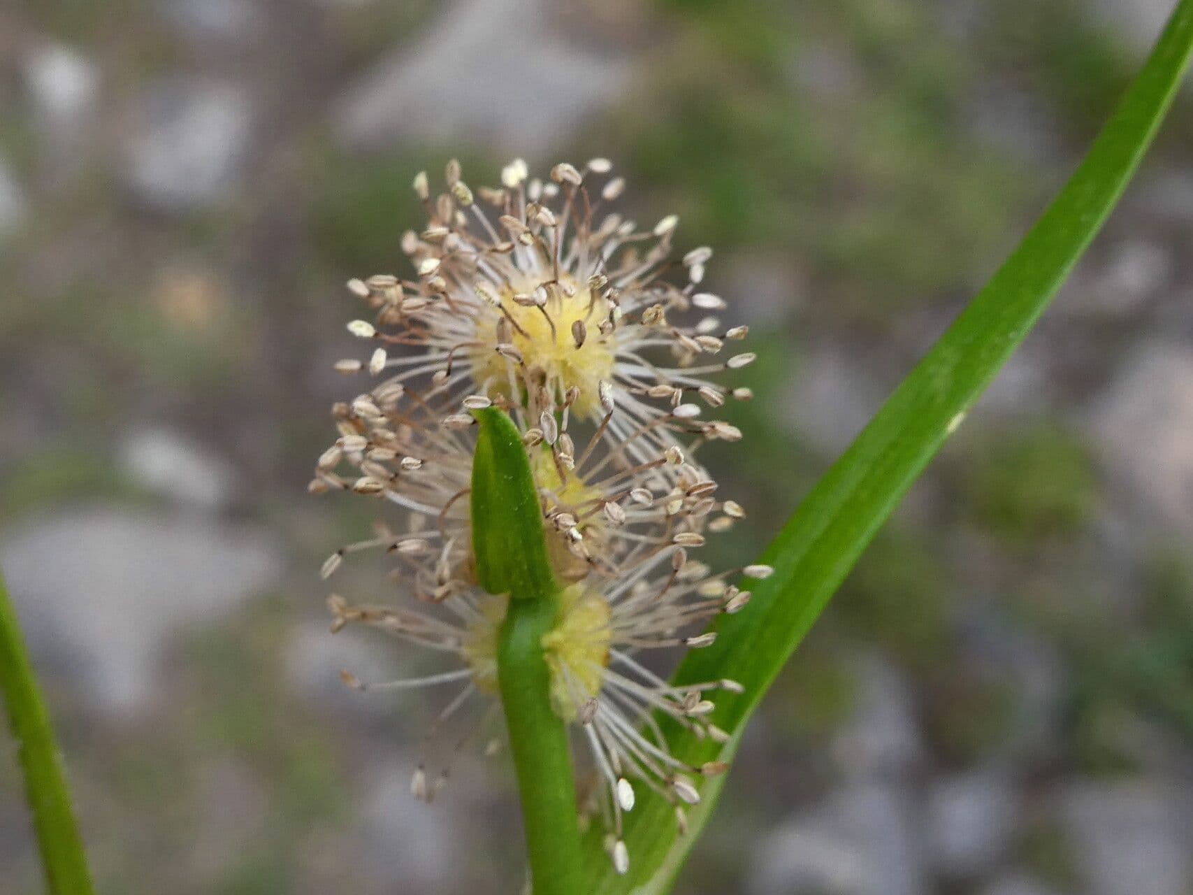 Schmalblättriger Igelkolben 8
