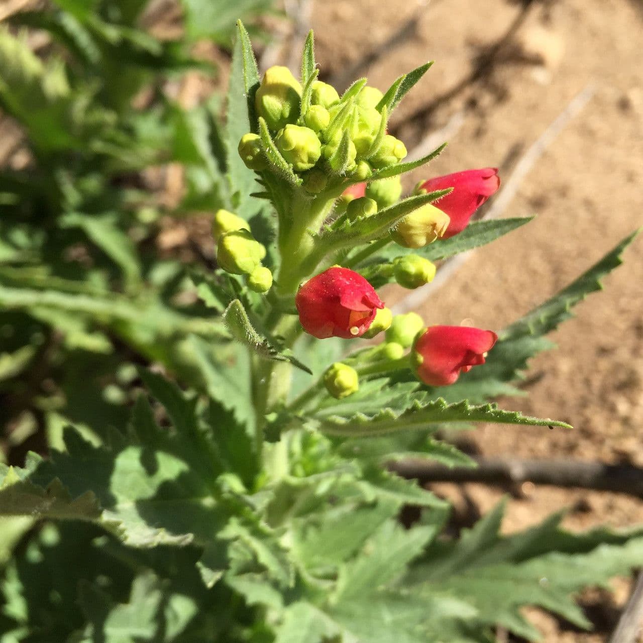 Scrofularia californica 6