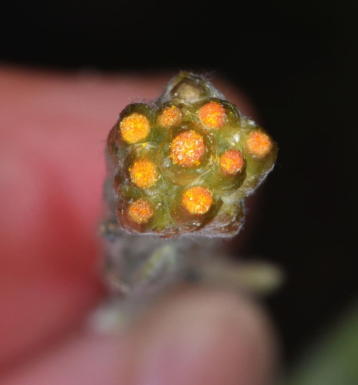 Gnaphalium 20