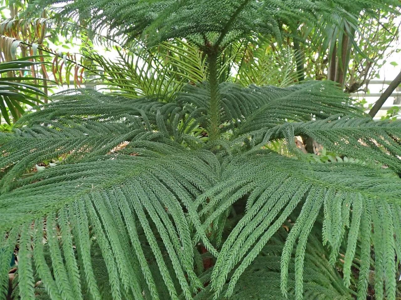 Blokoun 10