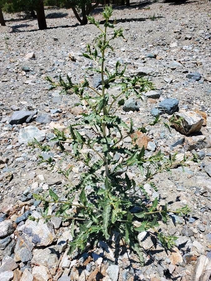 Mentzelia 5