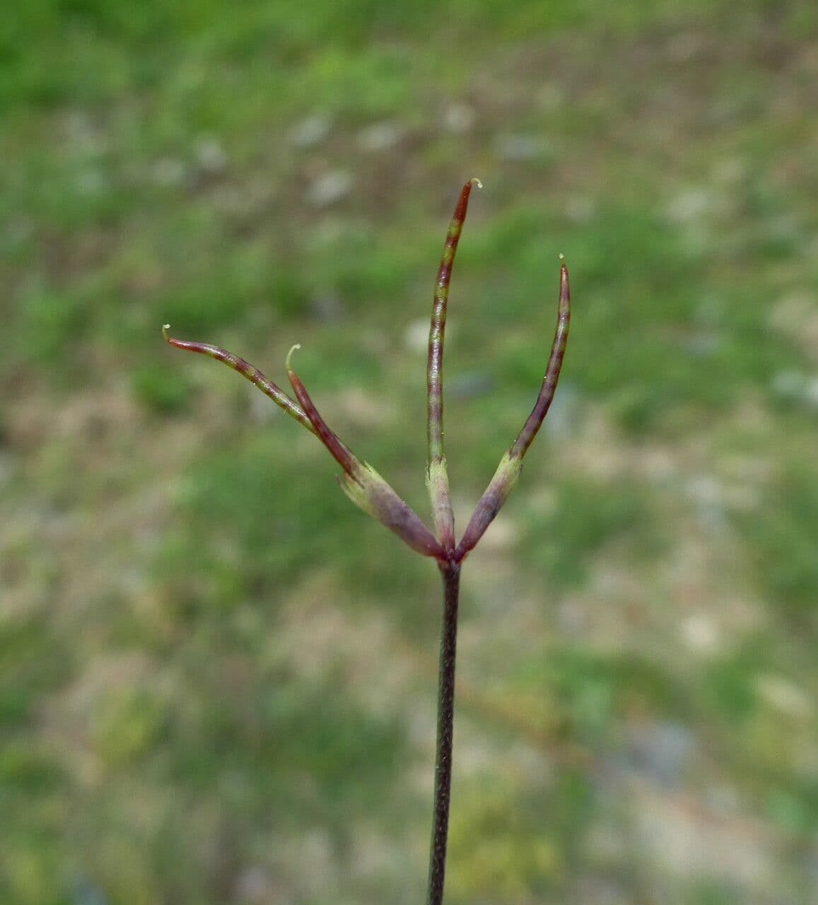 Ornithopus pinnatus 4