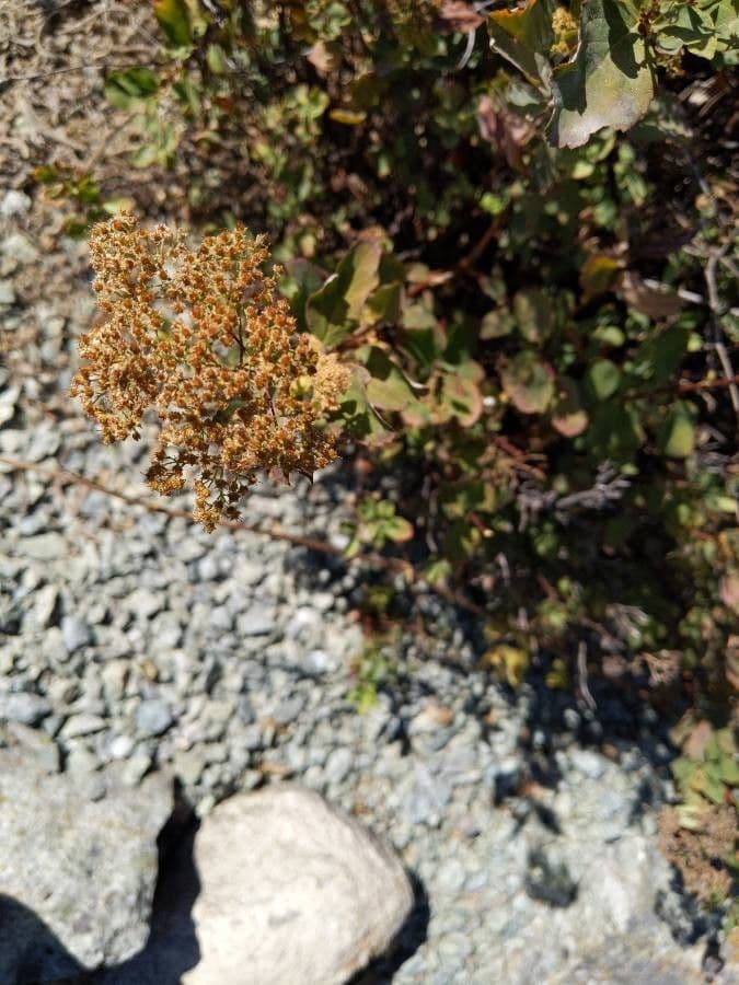 Ceanothus sametový 7