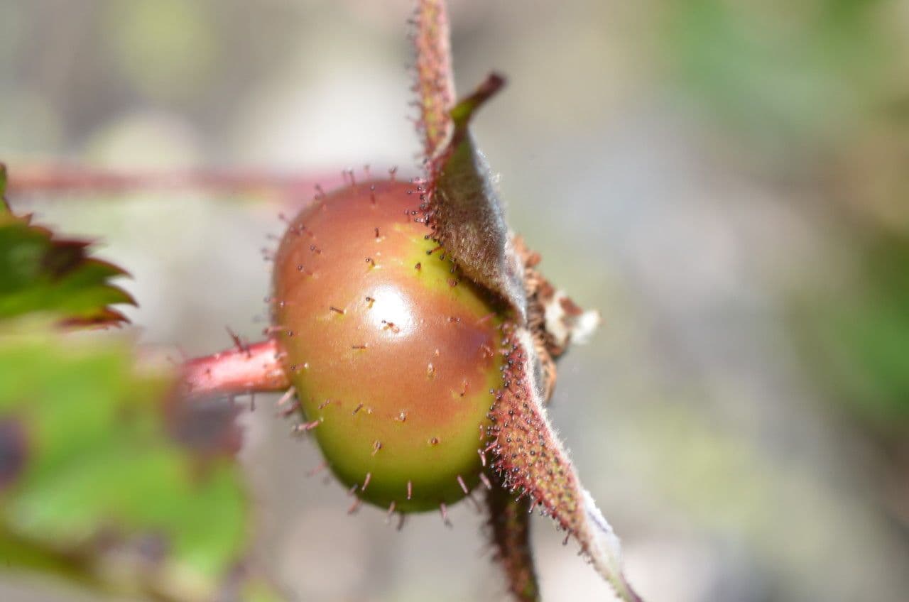 Rosa 3