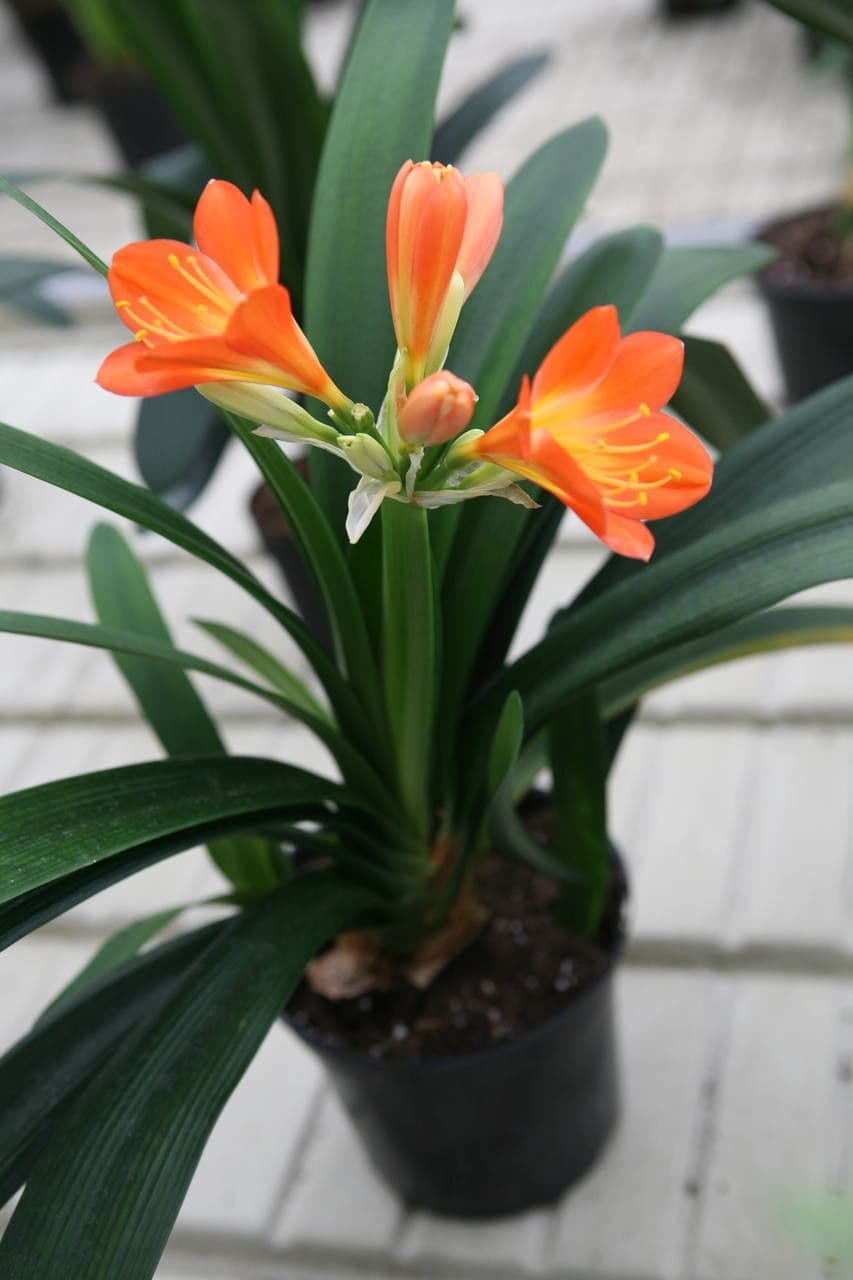 Clivia 6