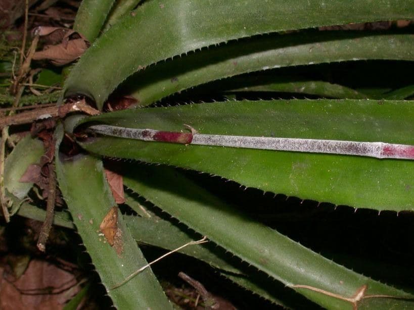 Aechmea 14