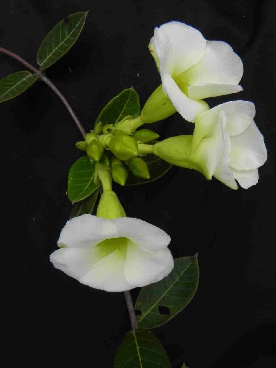 Odontadenia