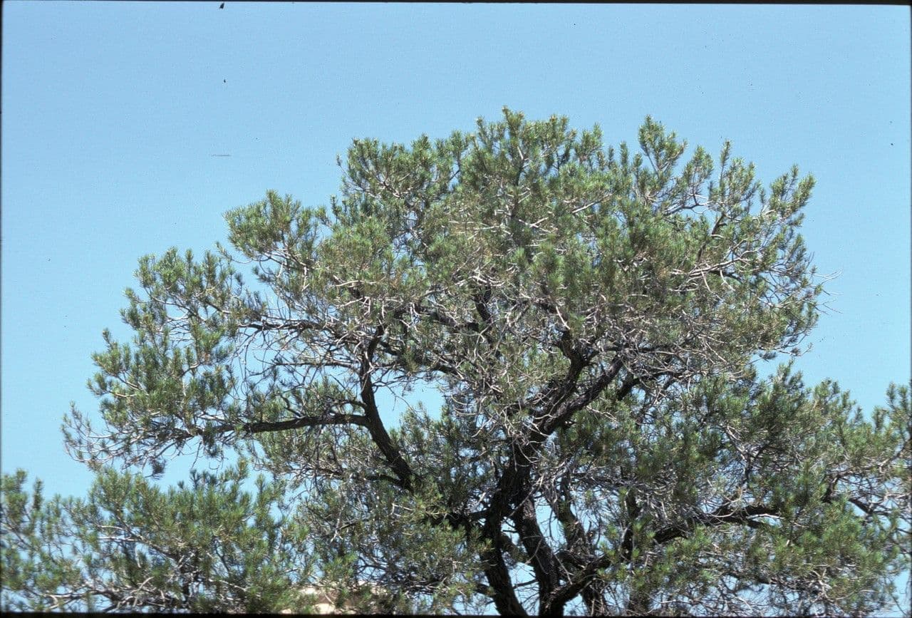 Pino monophillo 5