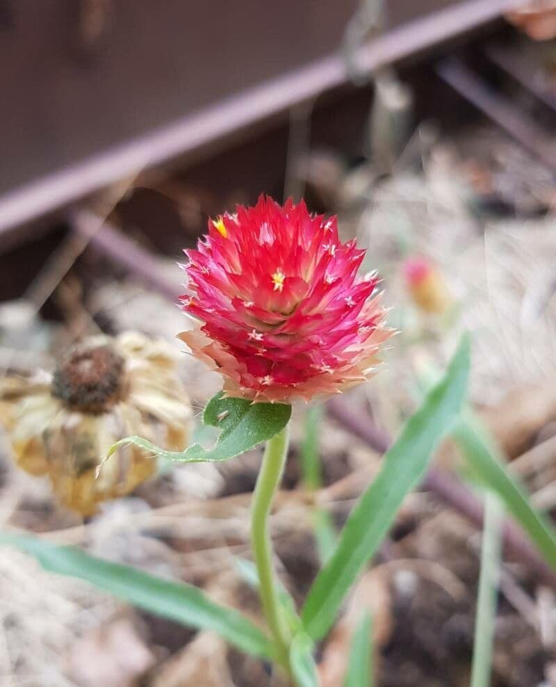 Gomphrena 4