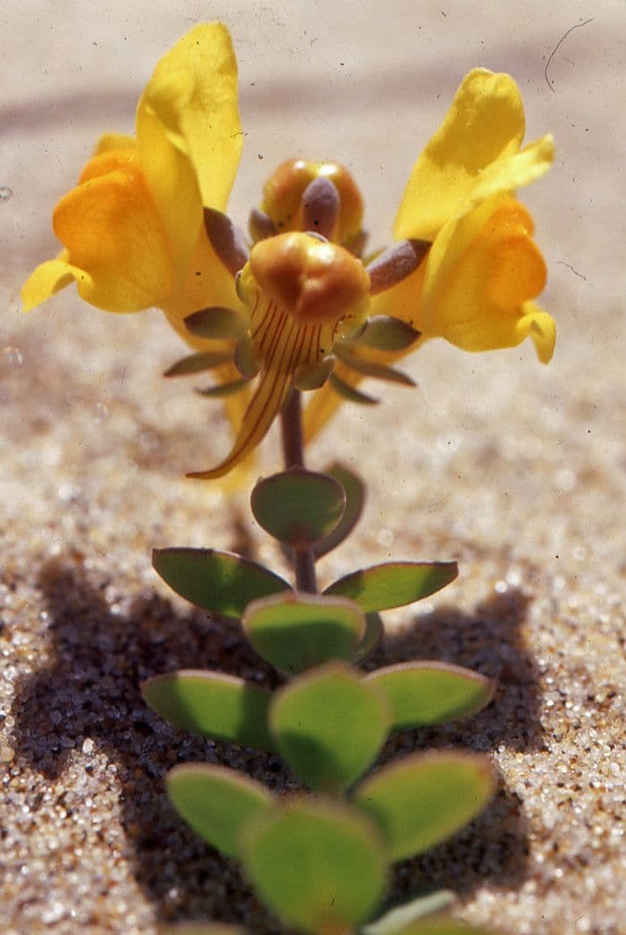 Linaria 10
