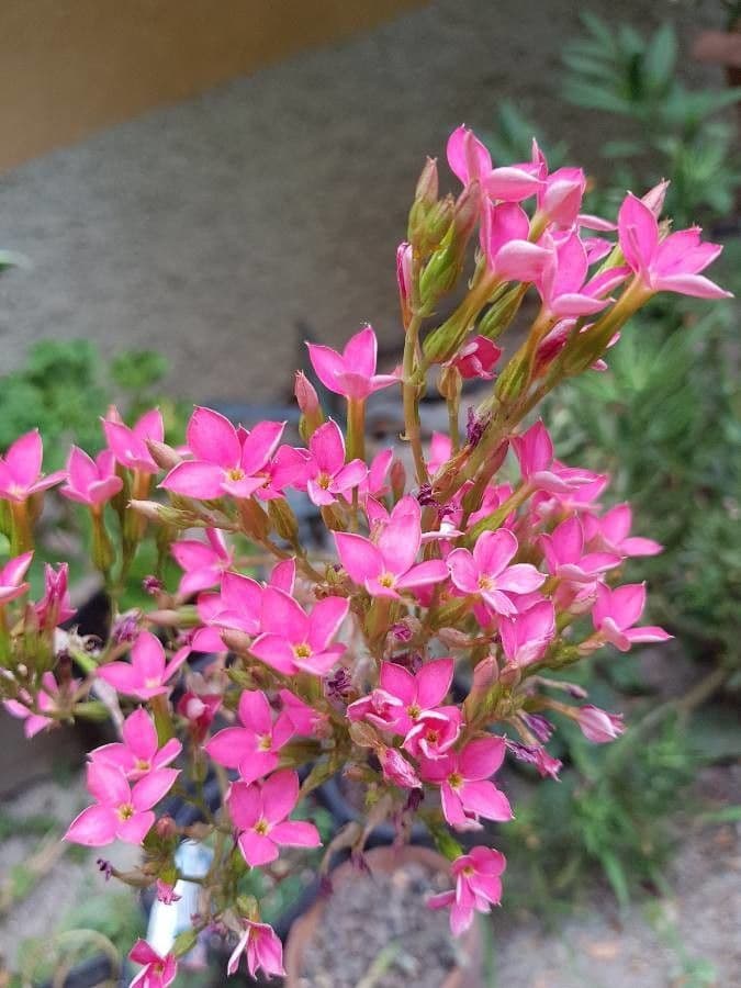 Kalanchoe 4