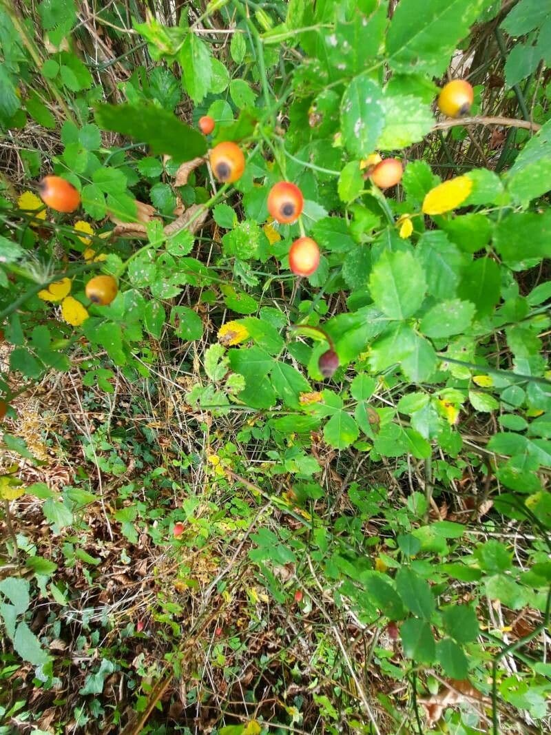 Wein-Rose 20