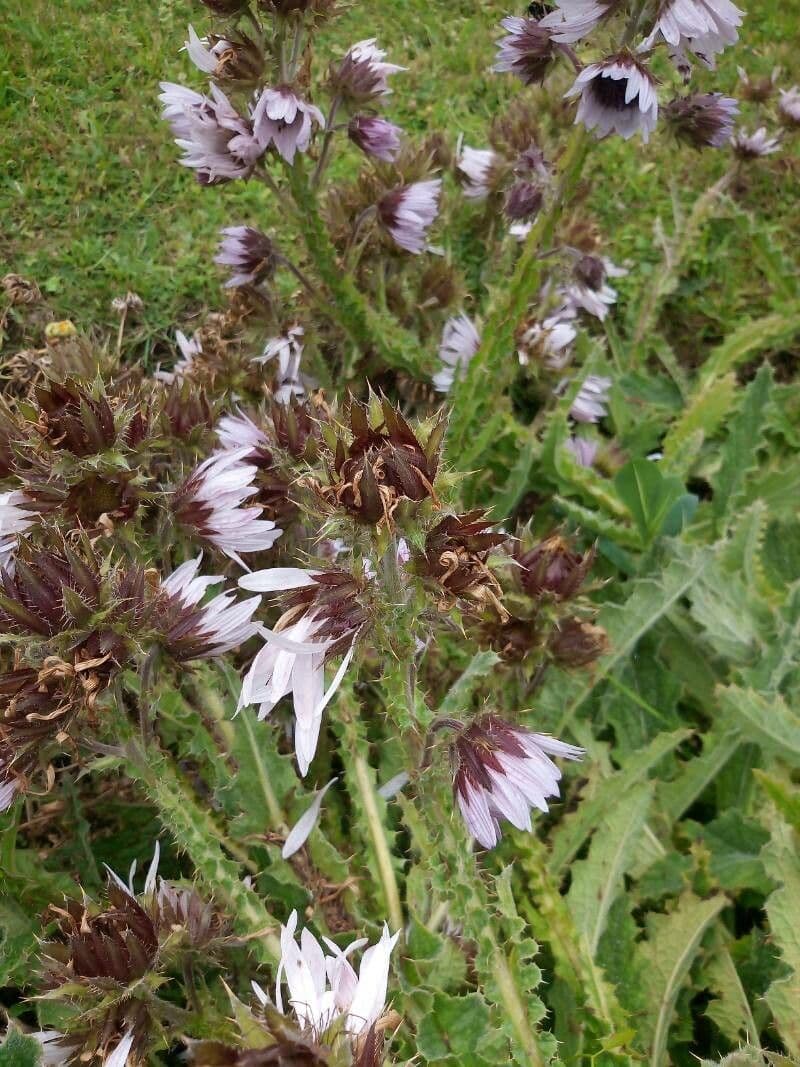 Berkheya purpurea 3