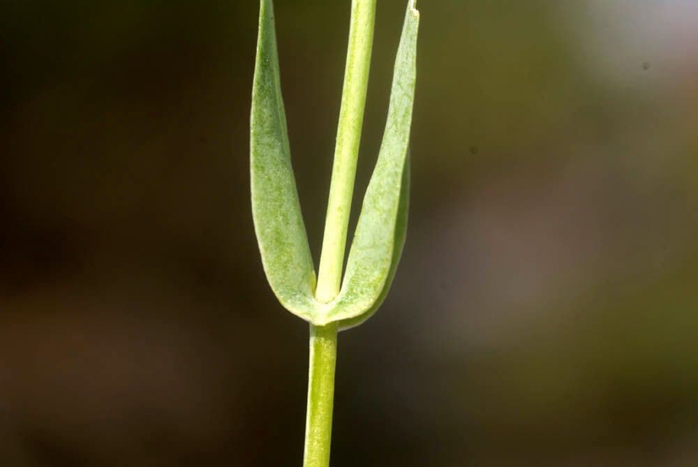 Centaura 22