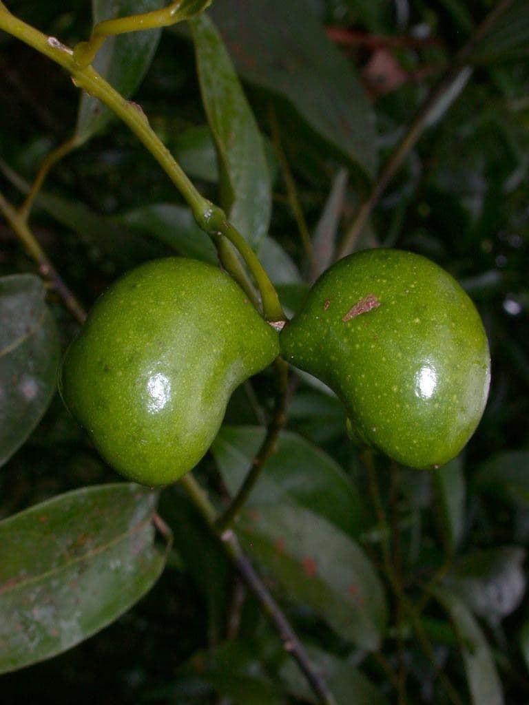 Anomospermum reticulatum 3