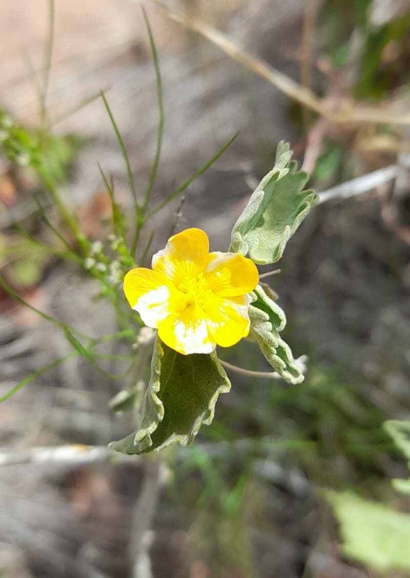 Pseudabutilon pręcikowaty