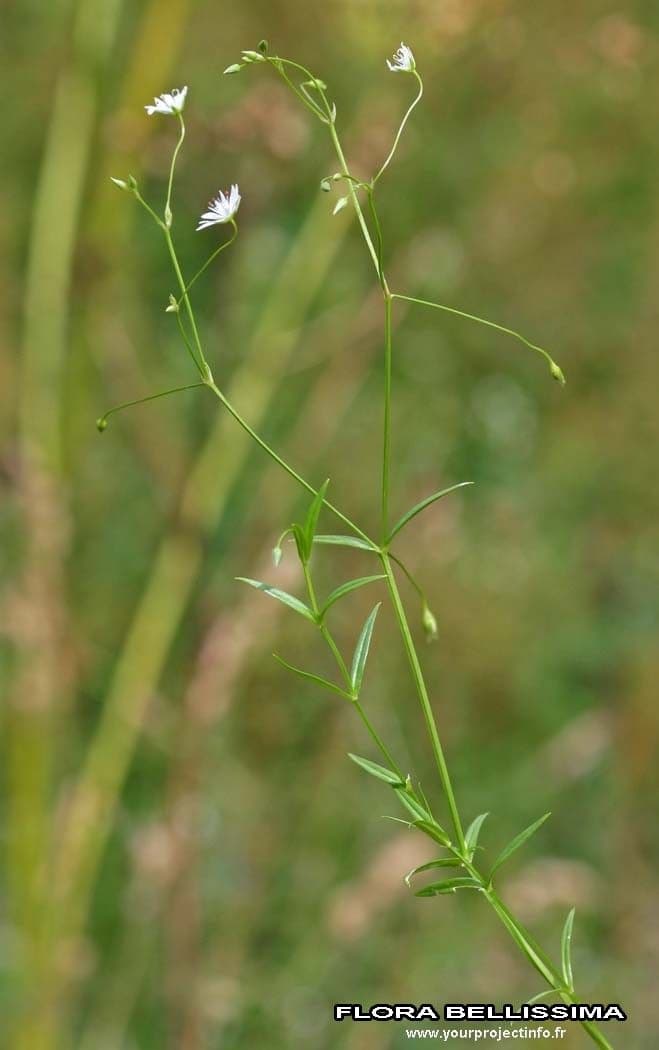 Estelaria 26