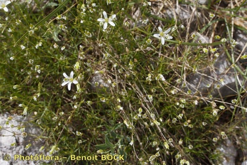 Sabulina 8