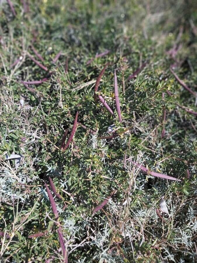 Periploca laevigata 5