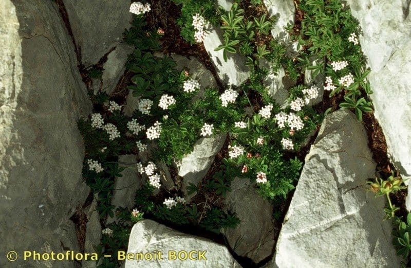 Asperula peluta 17