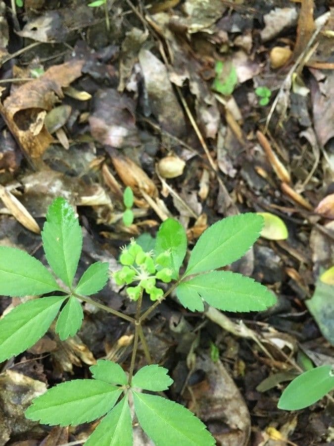 Panax trifolius 3